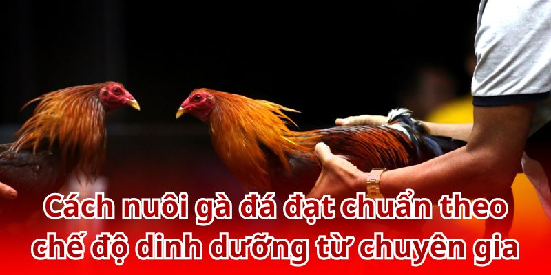 Bật mí chế độ dinh dưỡng đạt chuẩn cho chiến kê từ chuyên gia