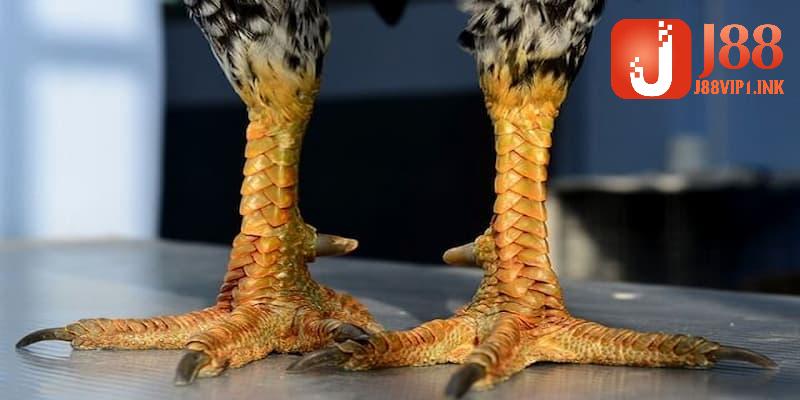 Định nghĩa vảy gà là gì?